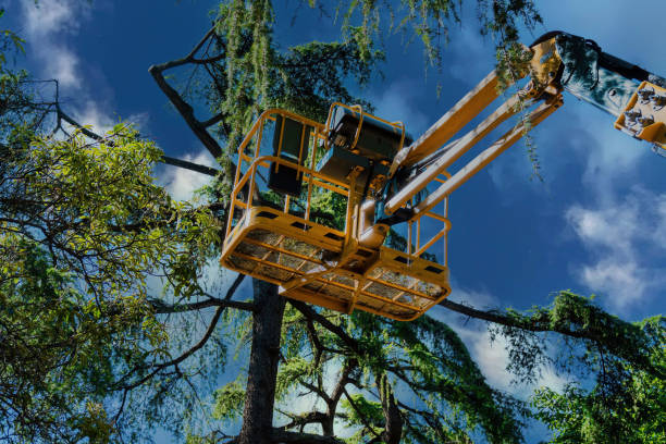 Quartz Hill, CA Tree Care Services Company